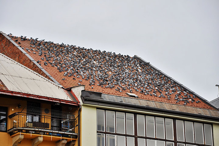 A2B Pest Control are able to install spikes to deter birds from roofs in Downham. 