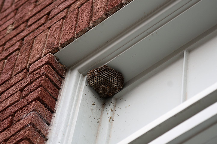 We provide a wasp nest removal service for domestic and commercial properties in Downham.